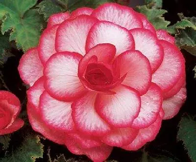 Профессиональные Семена Цветов