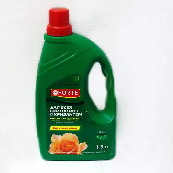 Bona-Forte