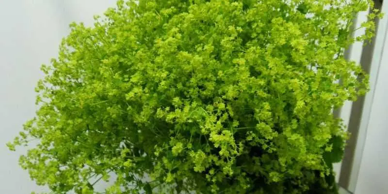 Алхемила Молис Робуста