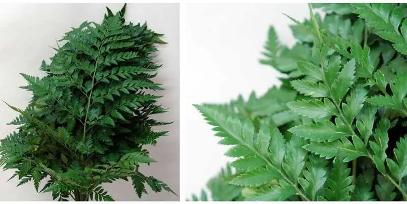 Листья Ледерварен Лардж Вакуум (35) 