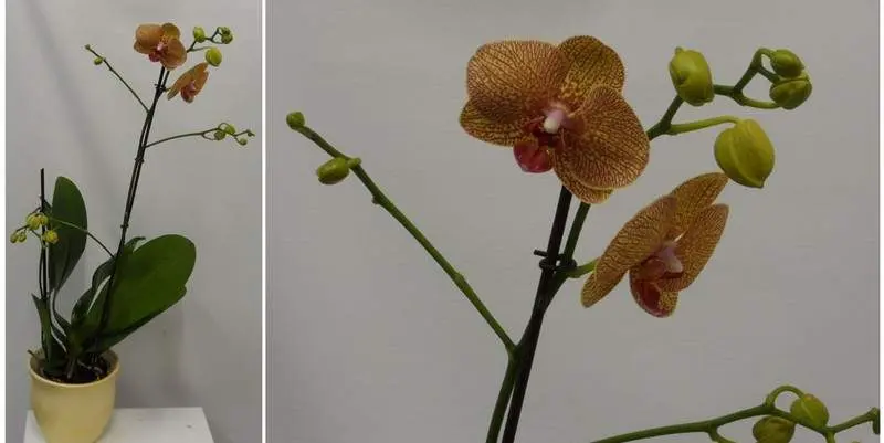 Фаленопсис Дарк Орандж 2 ст. Д12