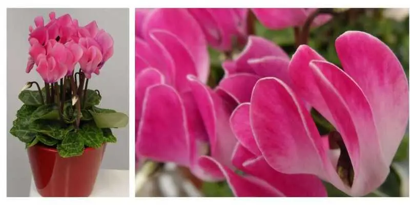 Цикломен Микро Пинк