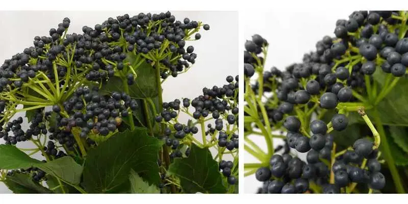 Калина Блю Берри Хилл