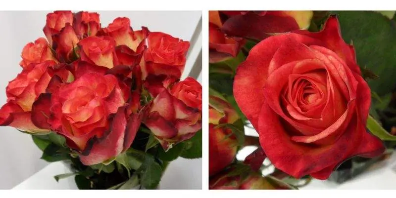 Дарк Вампир (70)