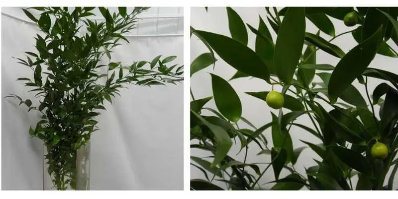 Листья Рускус Италия (90) в уп. 4 шт.