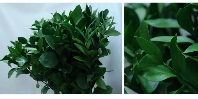 Листья Рускус Израиль Биг Лиф