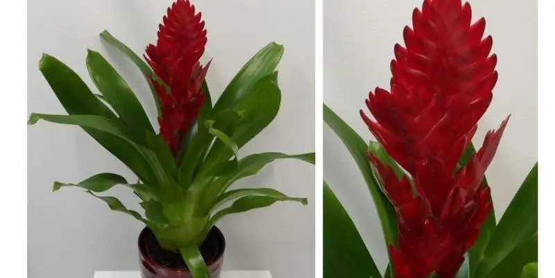 Бромелия Рэд Эдвенча Д12