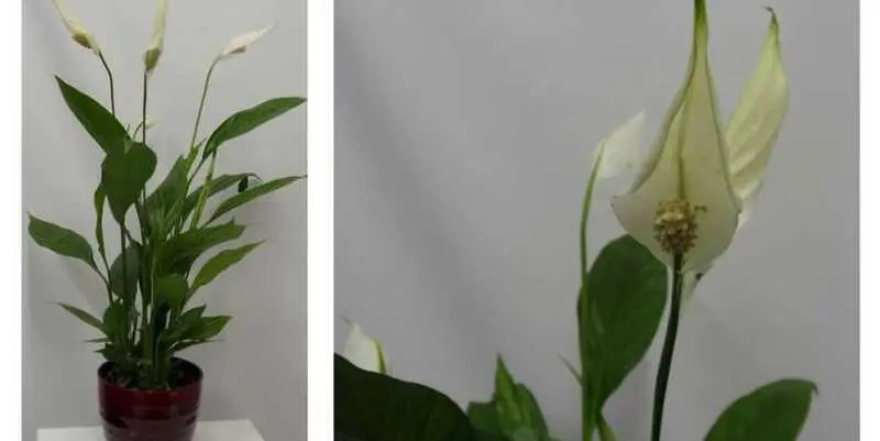 Спатифиллум Алана Д12 