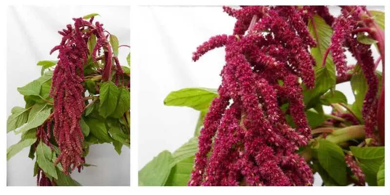 Амарантус Рэд