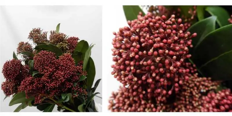 Скимия Рубелла