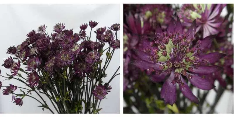 Астранция Кларет 