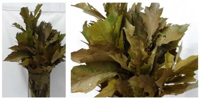 Листья дуба зеленые