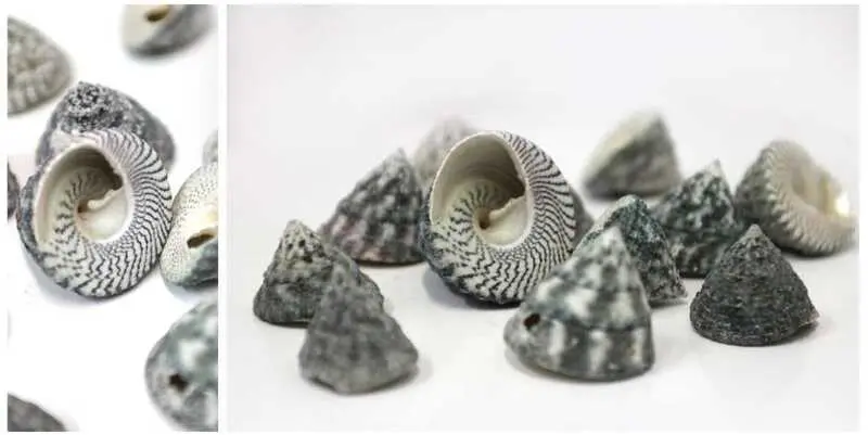 Набор Ракушек Tronchus Stelltus