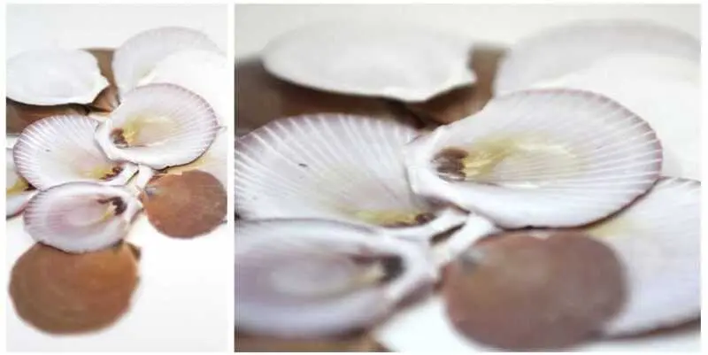 Набор Ракушек Pecten Lentigious