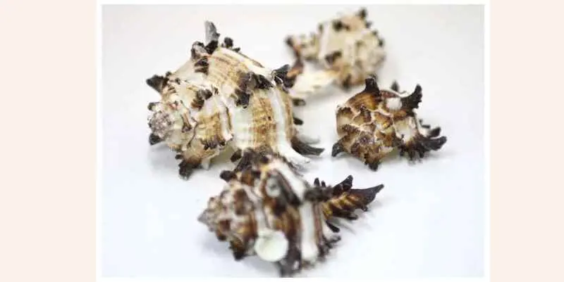 Набор Ракушек Murex Endivia