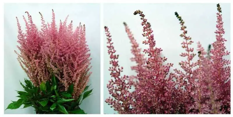 Астильба Эрика