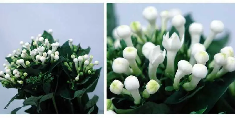 Бовардия Даймонд Вайт