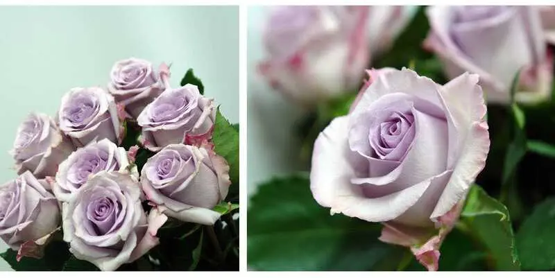 Океан Сонг (70)