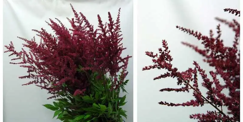 Астильба Глут