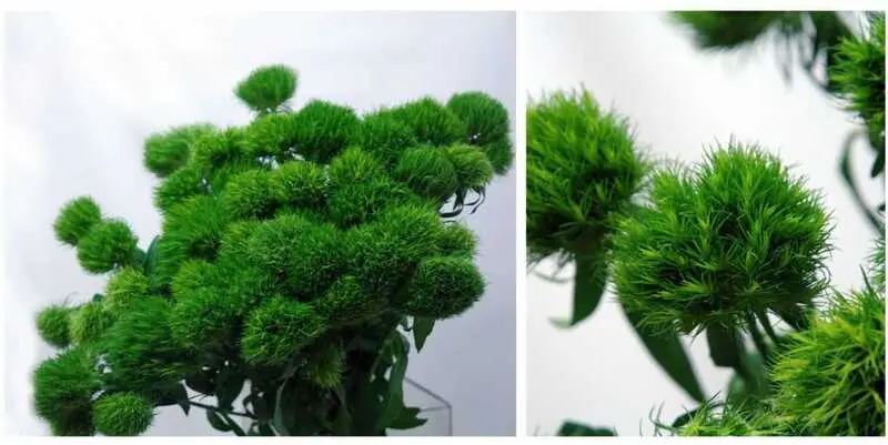 Свит Вильам Грин Трик (50)