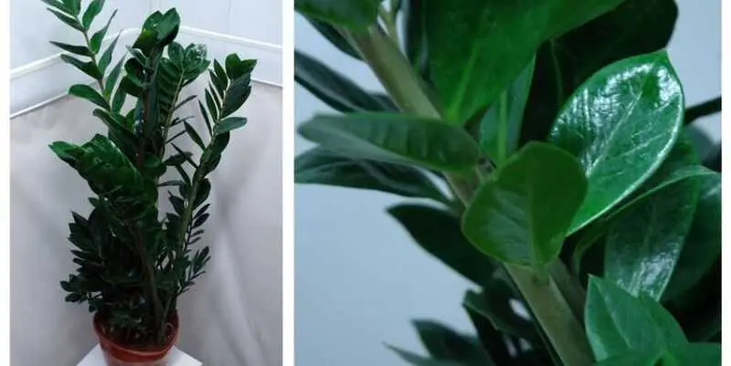 Замиокулькас Д24 Н110