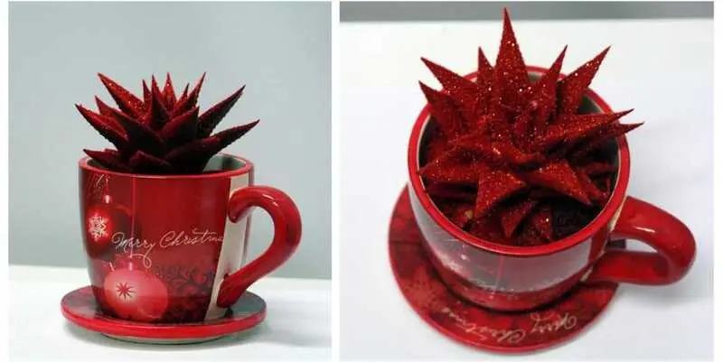 Новогодняя Композиция Хавортия