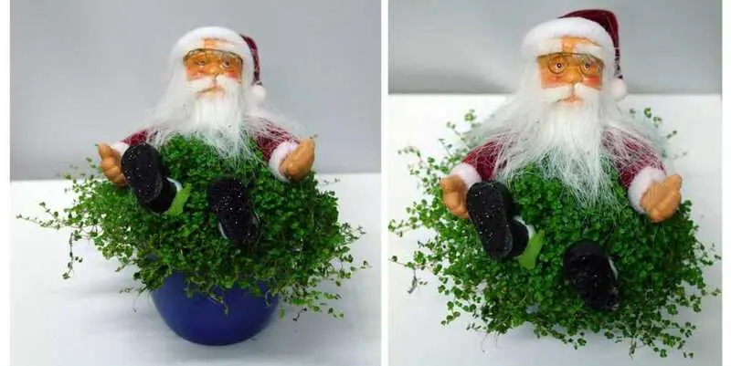 Новогодняя Композиция Дед Мороз Солейролия Д10