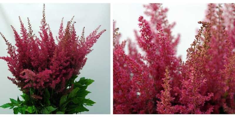 Астильба Эльза Шлак