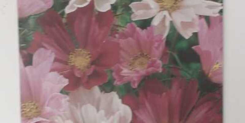 Космея "Морская раковина"