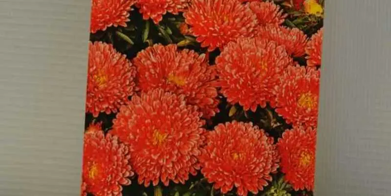 Астра карликовая Классик (огненно-красная)