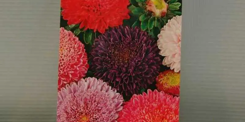 Астра помпонная Элизабет