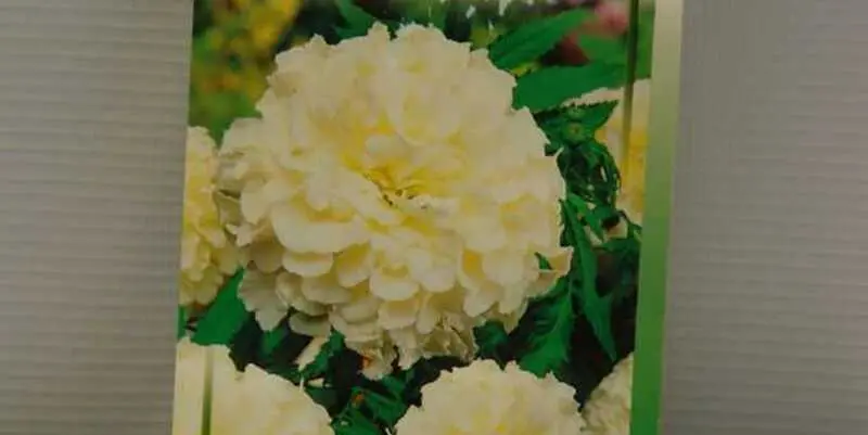 Бархатцы Килиманджаро