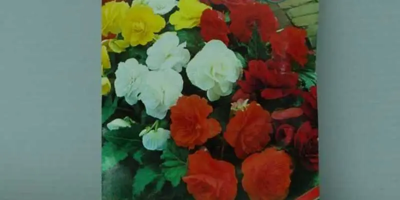Бегония Клубневая