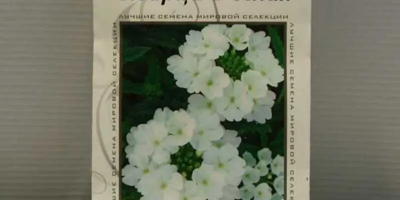 Вербена Кварц белая