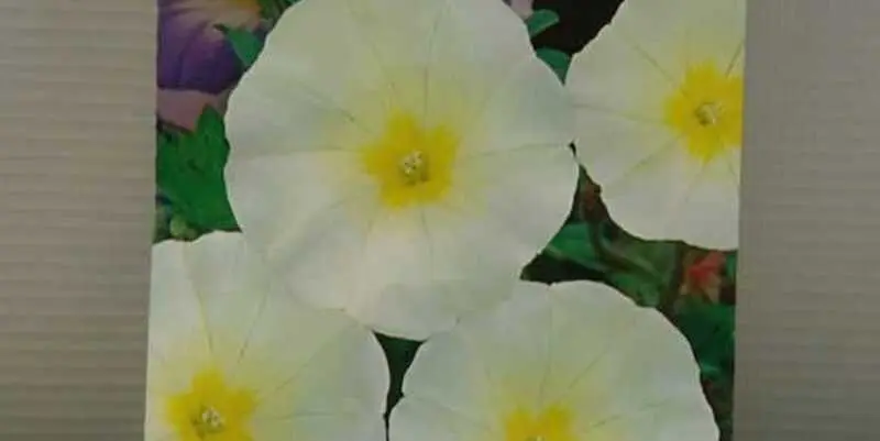 Вьюнок Мозайка Белый