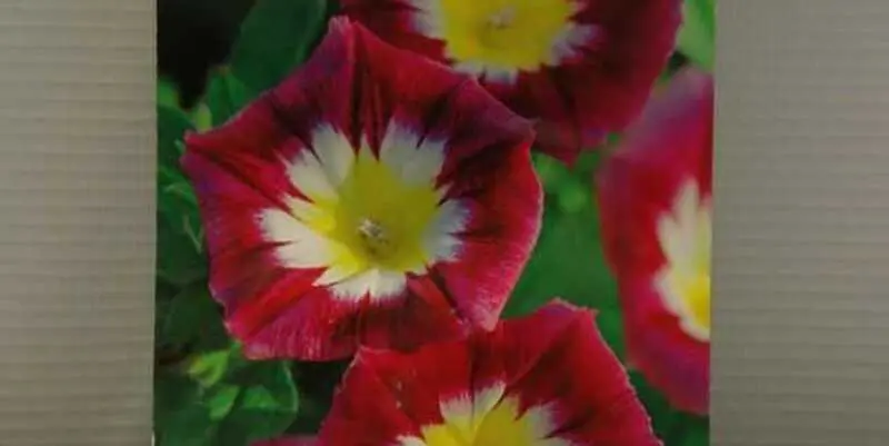 Вьюнок Мозайка красный