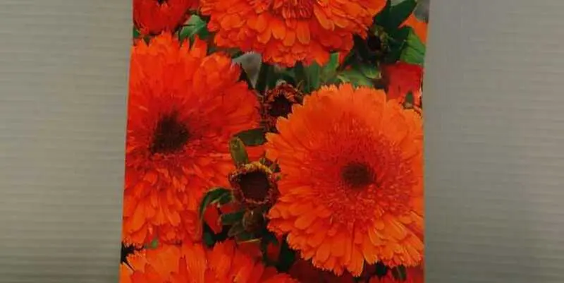 Календула Гейша