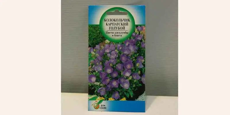 Колокольчик Карпатский Голубой