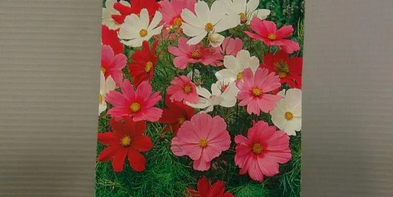 Космея Золушка