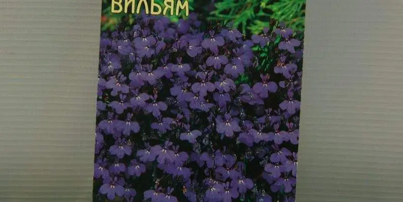 Лобелия Император Вильям