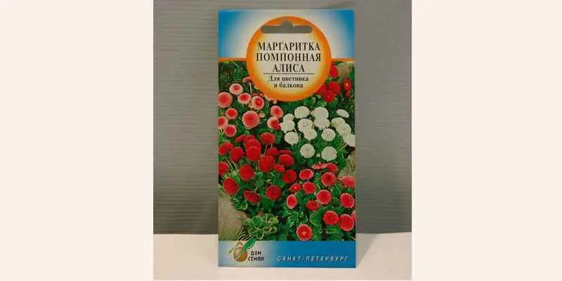 Маргаритка Помпонная Алиса