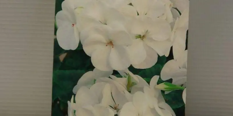 Пеларгония Люстра (белая)