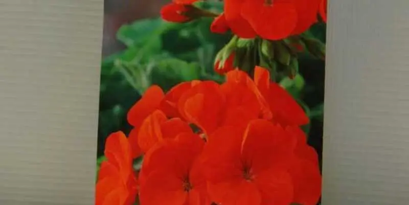 Пеларгония Люстра (красная)