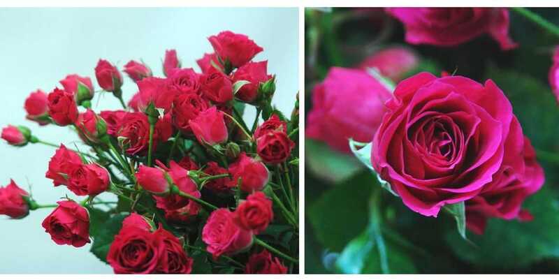 Лавли Лидия