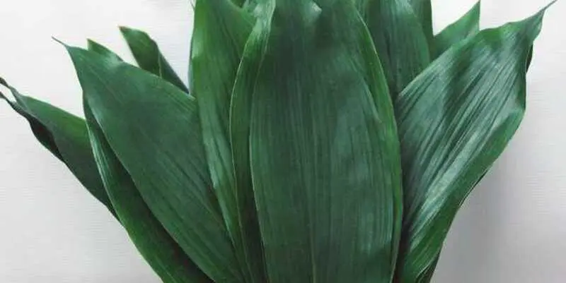 Листья Аспидистра