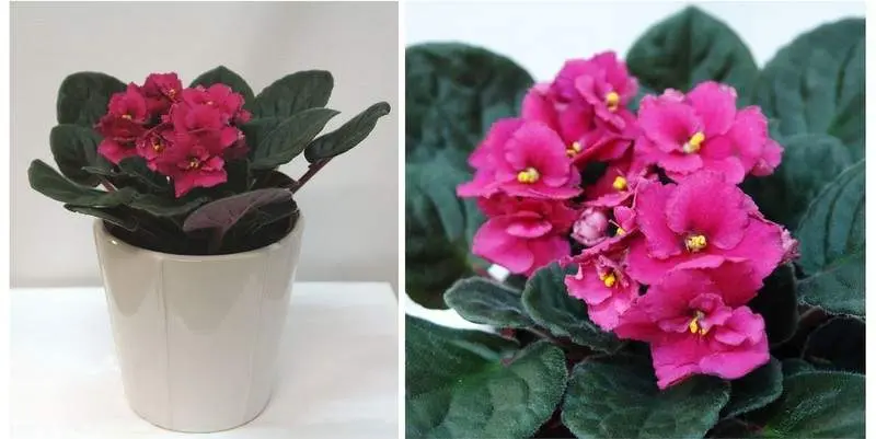 Фиалка Инова Спектра Сатурн Д12