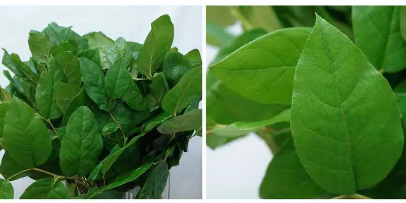 Листья Салал 