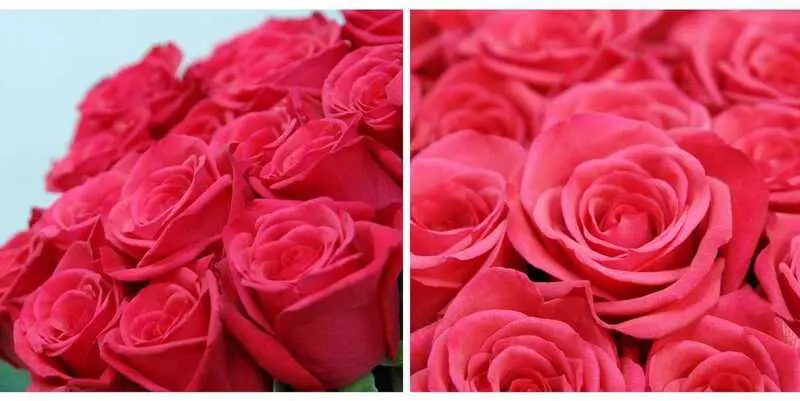 Черри Леди (70)