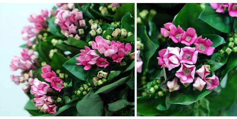 Бовардия Роял Роза (60)