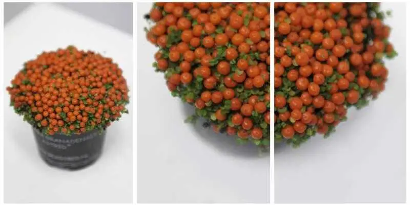 Нертера Гранаденсис астрид Д9